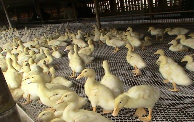 春冬季怎么養(yǎng)好蛋鴨和肉鴨
